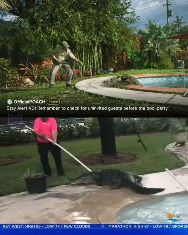 Reference from the GTA 6 trailer showing a crocodile in a pool